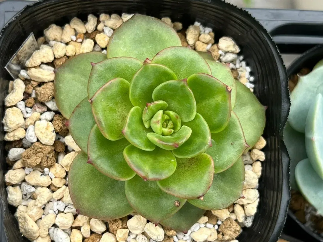 多肉植物 ヌダ 別名の謎が解ける！ローリーやレディシアとの驚くべき違いを徹底解説